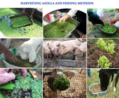asula plant|Azolla how to plant how to grow, Tagalog paano magtanim ng.